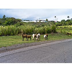 caribbean sheep st kitts sheep caribbean  photo
 stock