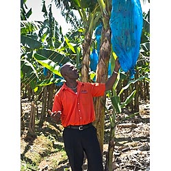 caribbean taxi driver tourist
 guide st lucia  photo stock