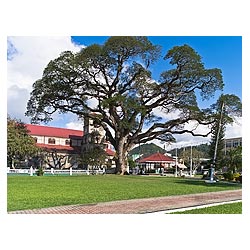 derek walcott square gardens old
 tree castries  photo stock