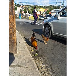 caribbean free range chickens
 tobago west indies  photo stock