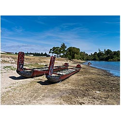 maori waka racing canoes waikato river new zealand  photo stock