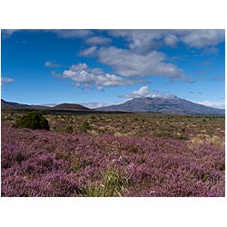 mount ruapehu new zealand tongariro national park  photo stock