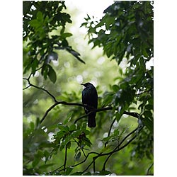 bird tui new zealand birds  photo stock