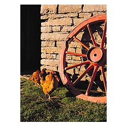 Farm museum - Wheel and hens  photo 
