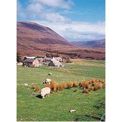 Rackwick - Sheep green grass field farming community mountainous valley grazing farm  photo 