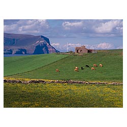 Innertown - Cottage beef cattle cows fields grazing field uk farming scotland farm house  photo 