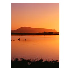 Loch of Harray - Sunset swan pair Hoy Hills  photo 