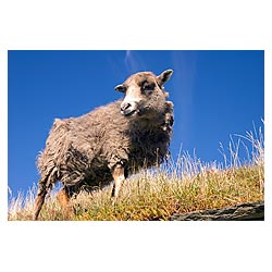 Farm Museum - North Ronaldsay sheep on roof to eat turf roof grass  photo 