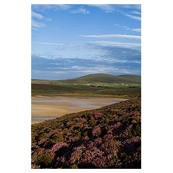 Waulkmill Bay - Purple heather above sandy bay and Ward Hill  photo 