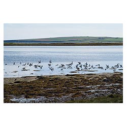 Mill Sand beach - Flock of Oystercatcher taking off over Deer Sound oyster catchers scotland  photo 