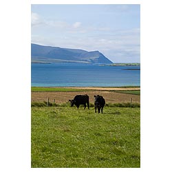 Bay of Ireland - Two black Aberdeen Angus Beef cattle cows in field above Scapa Flow uk cow  photo 