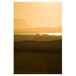 Loch of Harray - Sheep in field orange dusk sunset  photo 