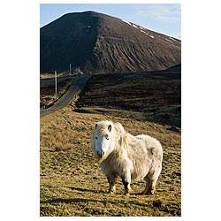 Braebister - White Shetland pony moorland  and Ward Hill  photo 