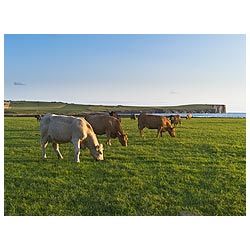 Beef cattle - Cows grazing in field Scotland UK eating grass feeding  photo 