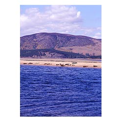 Common Seal - Nature reserve seals basking on sand bank beach phoca vitulina north sea  photo 