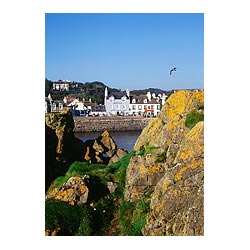 Harbour - Rocky harbour houses waterfront sea seagull bird  photo 