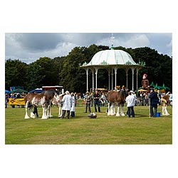  - Judge spectators looking at Clydesdale horses at Clydesdales show horse  photo 