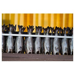  - Arbroath smokies ready for smoking kiln rack fish uk  photo 